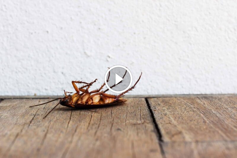 اكتشف قوة بودرة الصراصير: للقضاء على الصراصير بذكاء وفعالية مثبتة