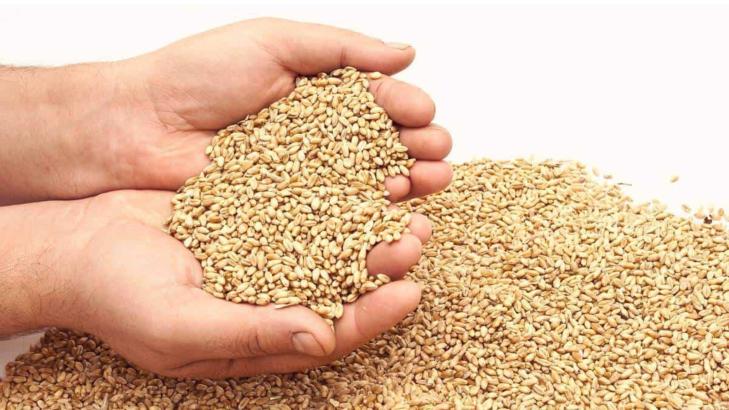 شروط زكاة الفطر: فريضة عظيمة بفوائد اجتماعية وروحية