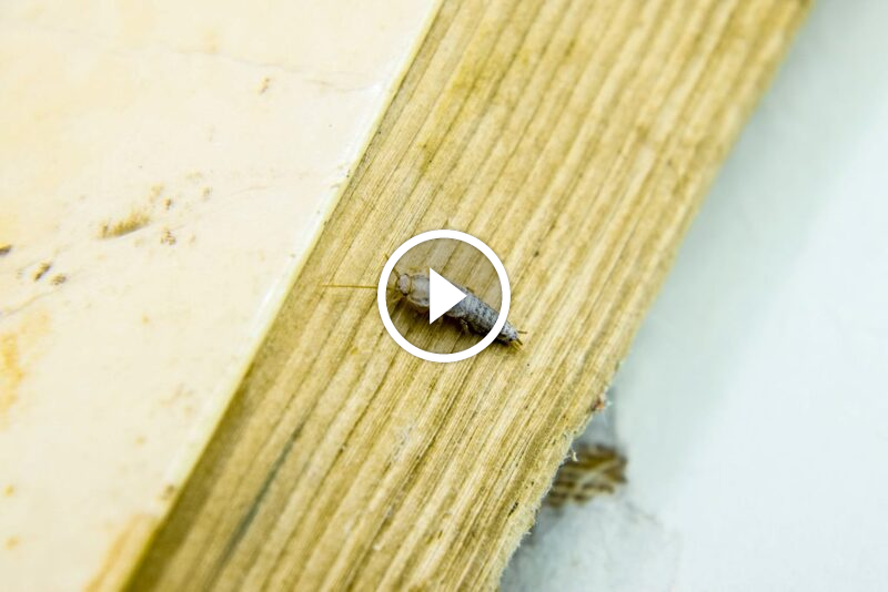 احمِ منزلك من حشرة السمك الفضي: نصائح خبراء لمكافحة فعالة