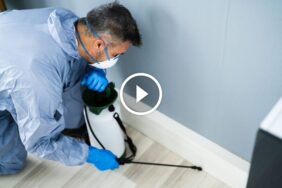 مكافحة الآفات المنزلية: استراتيجيات طبيعية لبيت خالٍ من الحشرات