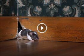 دليلك الكامل لمكافحة غزو الفئران للمنازل والحفاظ على بيئة آمنة