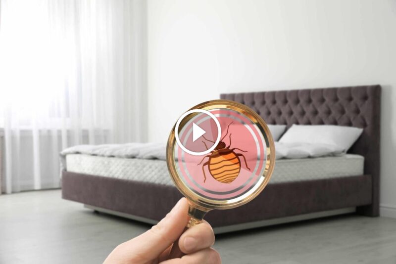 بق الفراش ومخاطره الصحية والنفسية: ما يجب أن تعرفه