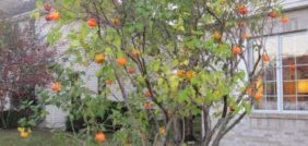 اليقطين في نظامك الغذائي: تعرف على فوائد اليقطين الصحية الرائعة