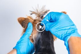 مكافحة البراغيث: أسرار التخلص منها ومنع عودتها