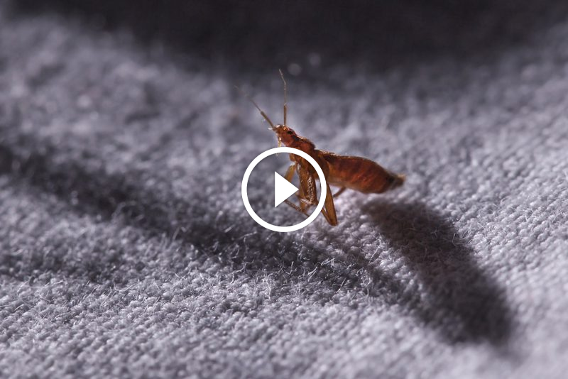 ضمان رضا العملاء: الفلسفة التي تغير وجه الخدمات الحديثة والمستقبلية