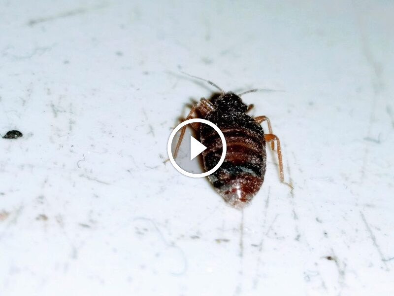 قهر بق الفراش: مرشدك لـ التخلص من بق الفراش بالطرق الطبيعية