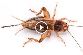 مكافحة صرصور الليل في السعودية: تحديات وحلول متقدمة