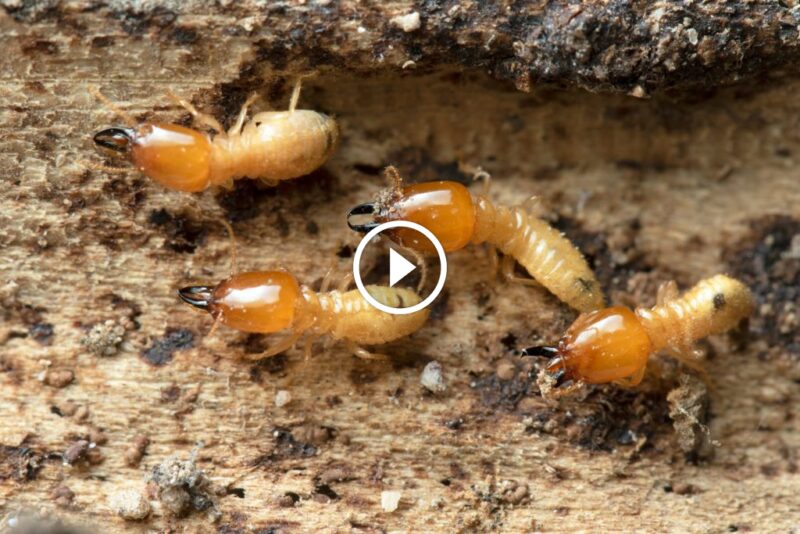 من الكشف إلى الوقاية: خطوات عملية لـ مكافحة النمل الأبيض