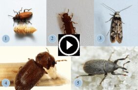 الخنافس المنزلية في حياتنا اليومية: فهم وتعايش