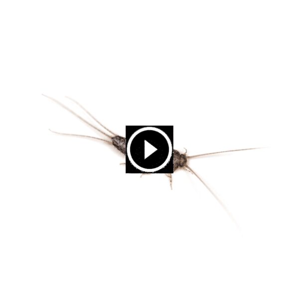 السمك الفضي في منزلك؟ إليك دليل شامل للتحكم بالرطوبة والمكافحة