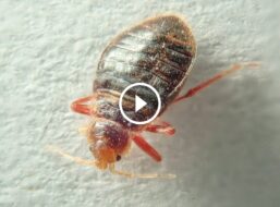 أسرار القضاء على البق: فهم طبيعة الحشرة واختيار العلاج المناسب