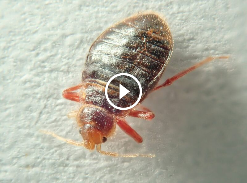 أسرار القضاء على البق: فهم طبيعة الحشرة واختيار العلاج المناسب