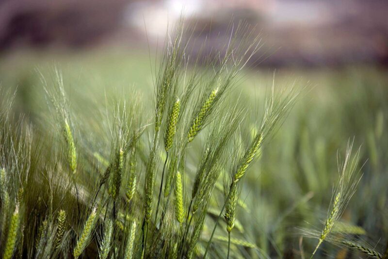 من الصحراء إلى السلة: قصة نجاح إنتاج القمح المحلي في السعودية