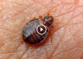 القضاء على البق بالحرارة والمبيدات: حلول جذرية لبيئة نظيفة