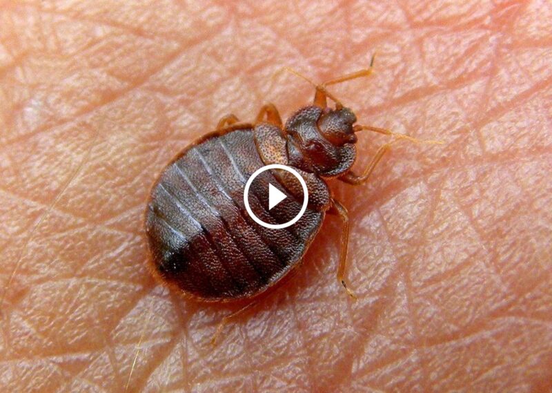 القضاء على البق بالحرارة والمبيدات: حلول جذرية لبيئة نظيفة