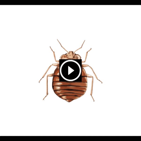 مكافحة بق الفراش: من الوقاية إلى التدخل المهني