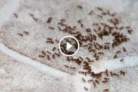 النمل في البيت: كل ما تحتاج معرفته عن أدواره البيئية وتحدياته