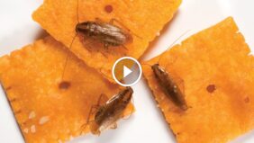 أفضل طرق مكافحة صراصير المطبخ: الوقاية والعلاج خطوة بخطوة