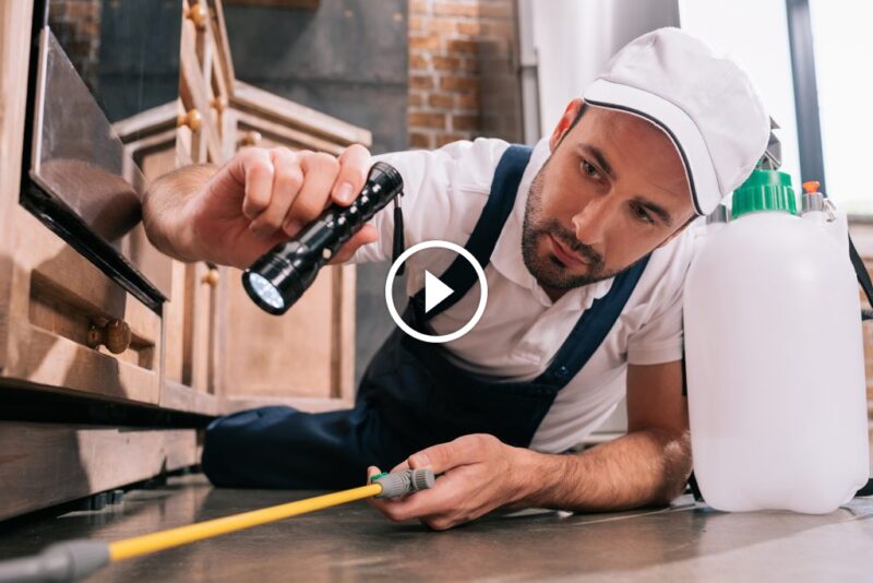 إبادة نهائية: أفضل طرق مكافحة الحشرات المنزلية لبيت آمن