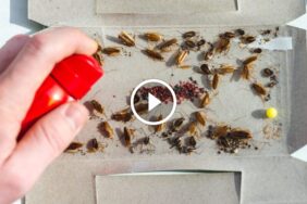 حماية أطفالك من الصراصير: طرق آمنة وفعالة لـ القضاء على الصراصير