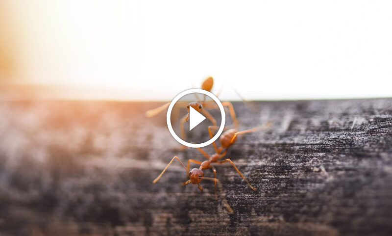 دليل شامل لضمان مكافحة الآفات: حقوقك وخدماتنا