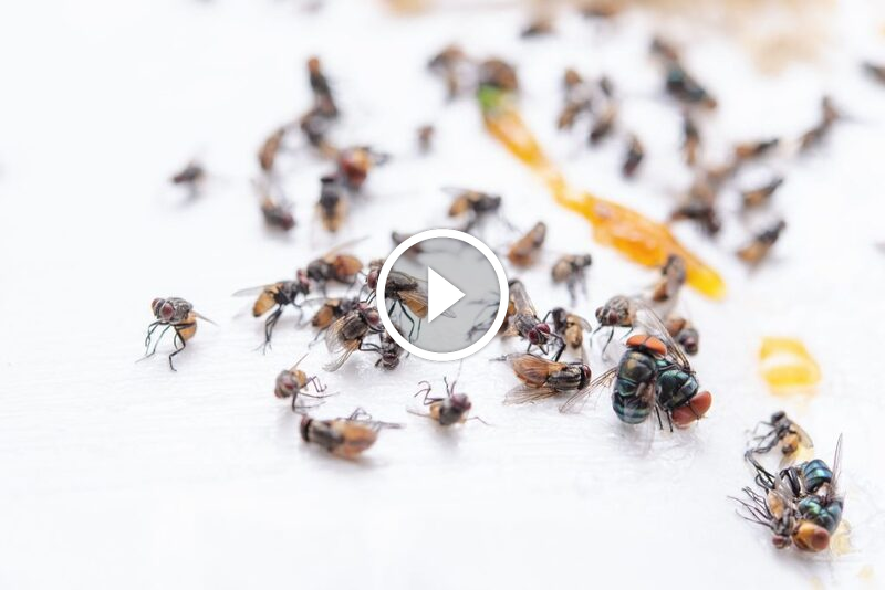 التخلص من الذباب الصغير في المنزل: أسرار القضاء على هذه الحشرات المزعجة