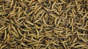 التحدي البيئي الكبير: تسخير الحشرات لمعالجة البلاستيك