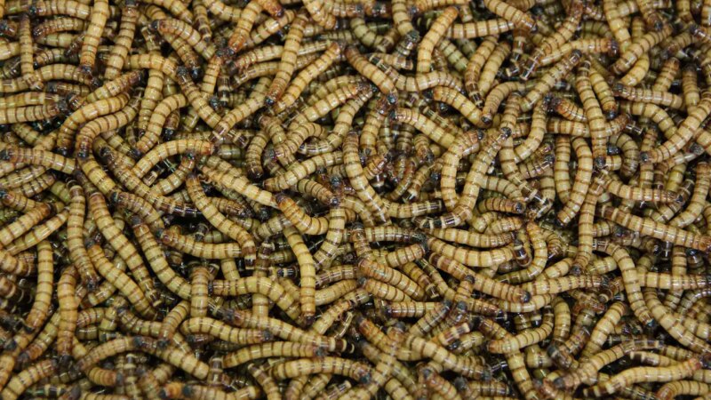 التحدي البيئي الكبير: تسخير الحشرات لمعالجة البلاستيك