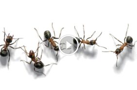 تكاثر النمل: رؤى عميقة في علم بيولوجيا الحشرات