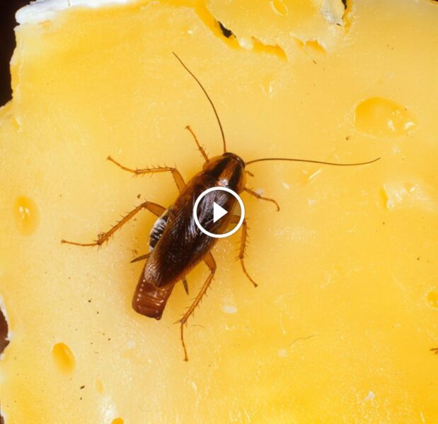 لماذا يعد ضمان الرضا التام في مكافحة الآفات ضرورة قصوى؟