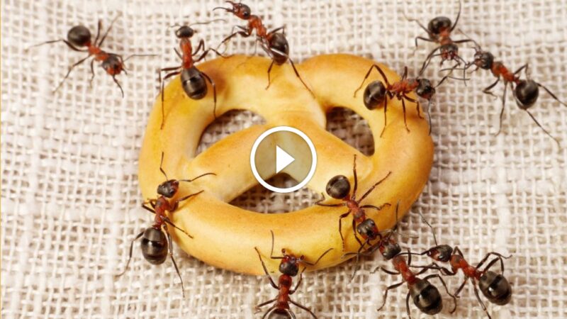 مكافحة النمل نهائيًا: الحلول الطبيعية لمنزل خالٍ من الآفات