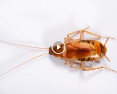 أسباب انتشار الصراصير الصغيرة وطرق مكافحتها بفعالية