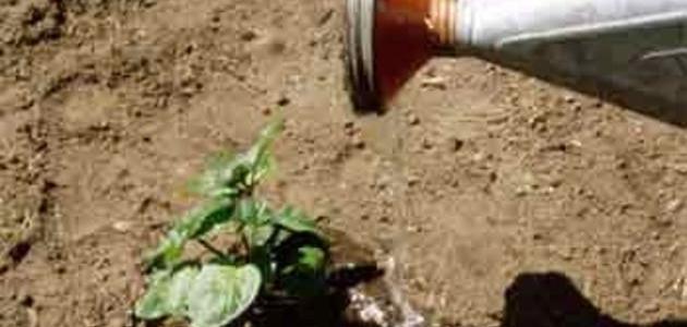 أهمية زراعة النعناع: عطر منعش وكنز من الفوائد الطبيعية