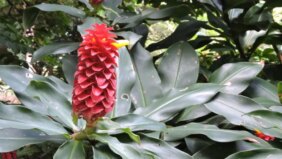 دليل الاستخدام الآمن للقسط الهندي: الجرعات والاحتياطات