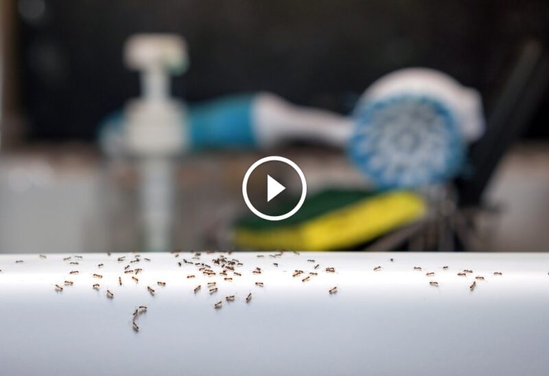 حلول مبتكرة للقضاء على النمل في البيت ومنع الانتشار