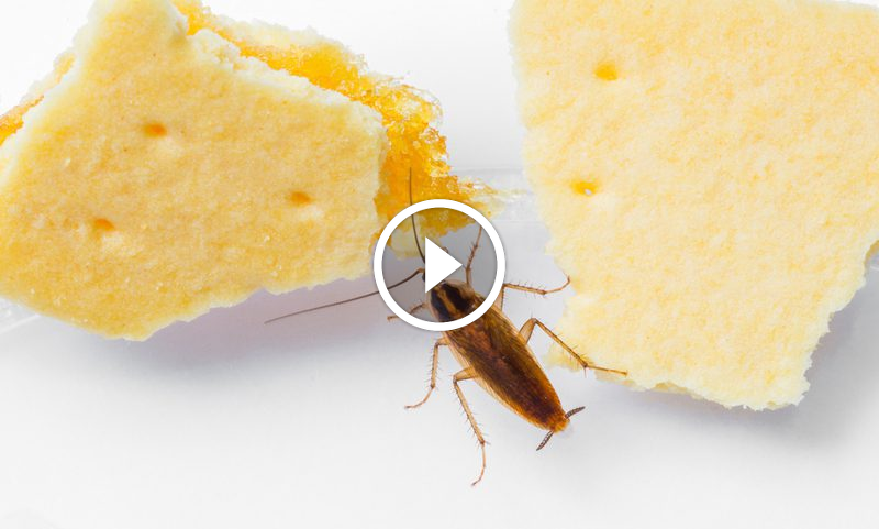 حلول طبيعية ومنزلية للتخلص من الحشرات الصغيرة في المطبخ