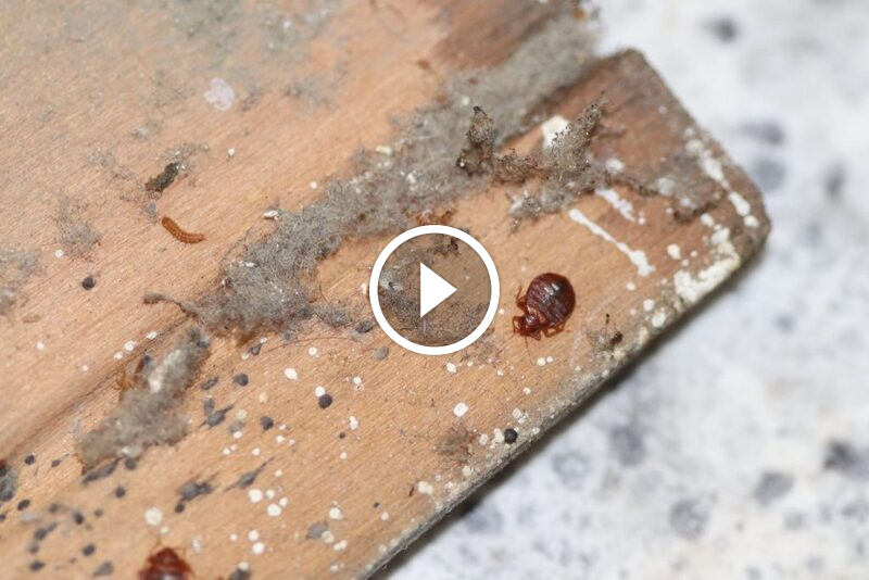 دليل شامل لضمان الرضا التام: ما يجب أن تعرفه عن الخدمات الموثوقة