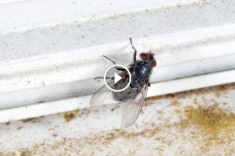 الحماية من الذباب: حلول مستدامة لـ مكافحة الذباب المنزلي