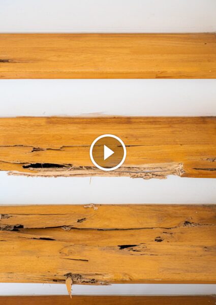 اليقظة سبيل الوقاية: تجنب أضرار النمل الأبيض بذكاء