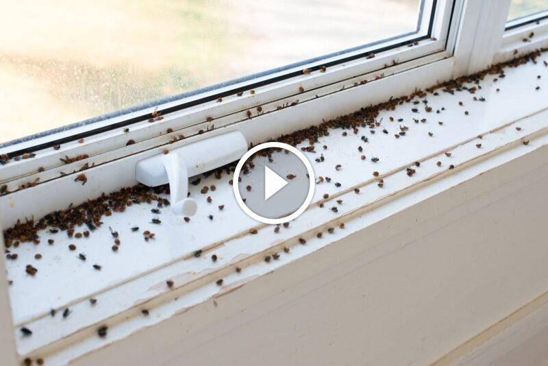 مكافحة الخنافس في المنزل بسلامة: كل ما تحتاج معرفته الآن