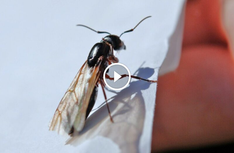 كيف تتخلص نهائياً من النمل الطائر في البيت؟ دليل شامل