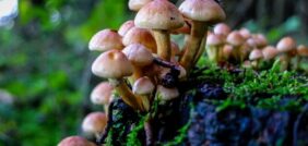 زراعة الفطر في الأماكن المغلقة: تحكم كامل في الإنتاج