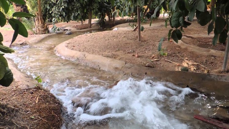 قرية عقدة بحائل: واحة خضراء وكنز زراعي في قلب الصحراء