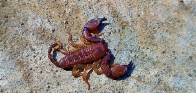 تحليل رؤية العقرب في المنام: فهم العداوة والأمان الروحي