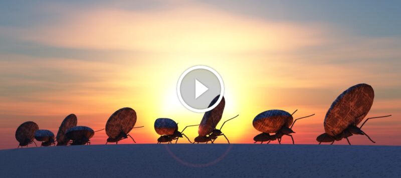 حكايات النمل: حقائق مدهشة عن التواصل والتعايش