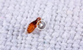 أسرار القضاء على البراغيث: طرق سحرية للتخلص من الآفة المزعجة