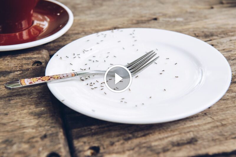 حلول سحرية للتخلص من النمل الصغير في المنزل بطرق بسيطة