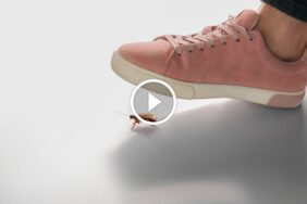 مكافحة الصراصير المنزلية: كل ما تحتاج معرفته للتخلص منها