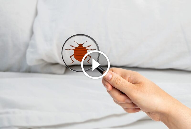 دليل شامل للقضاء على بق الفراش في الوسائد بفاعلية