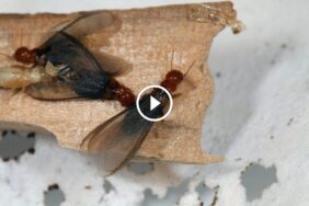 الحلول الطبيعية والكيميائية في مكافحة النمل الطائر